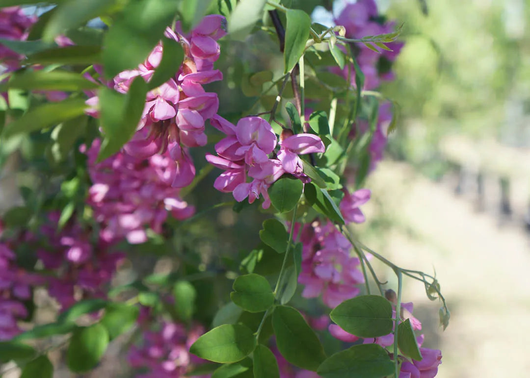 PURPLE ROBE LOCUST5 TREE 15gal