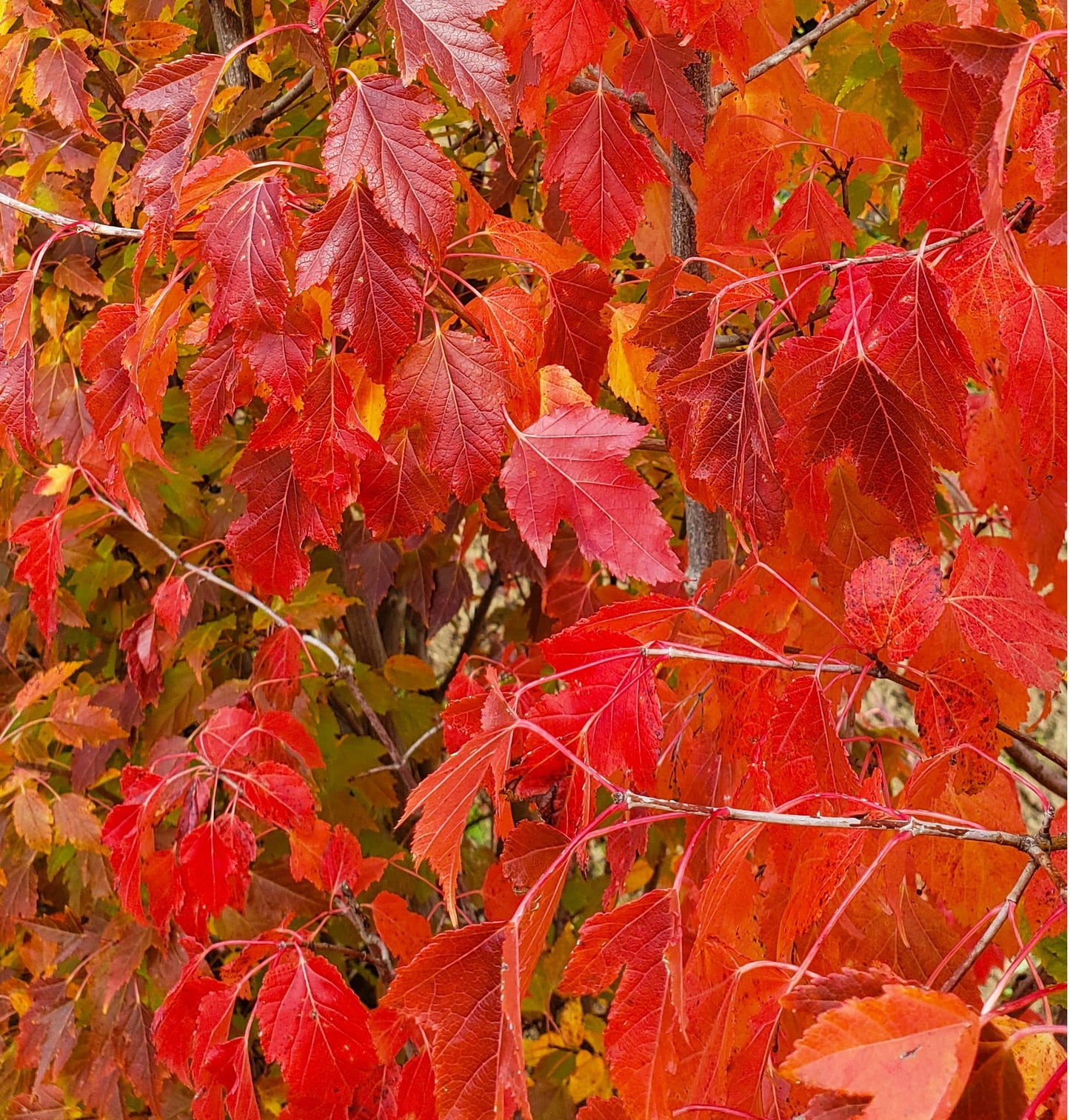 AMUR FLAME MAPLE TREE 10gal