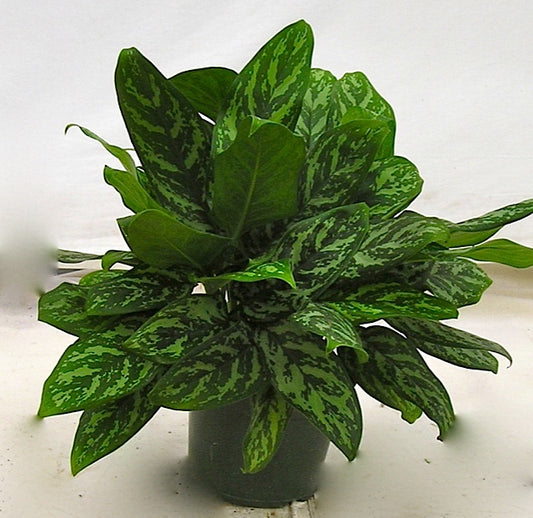 MARY ANN CHINESE EVERGREEN 6in