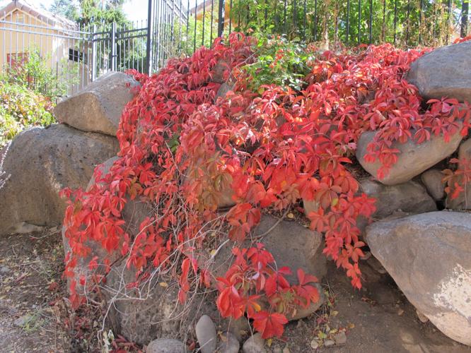 VIRGINIA CREEPER VINE 2gal