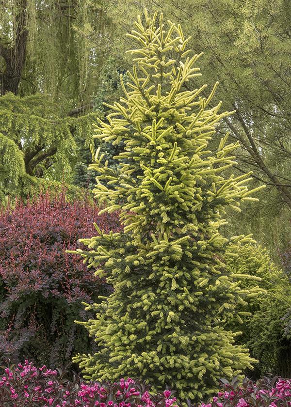 SPARKLER GOLD SPRUCE 10gal