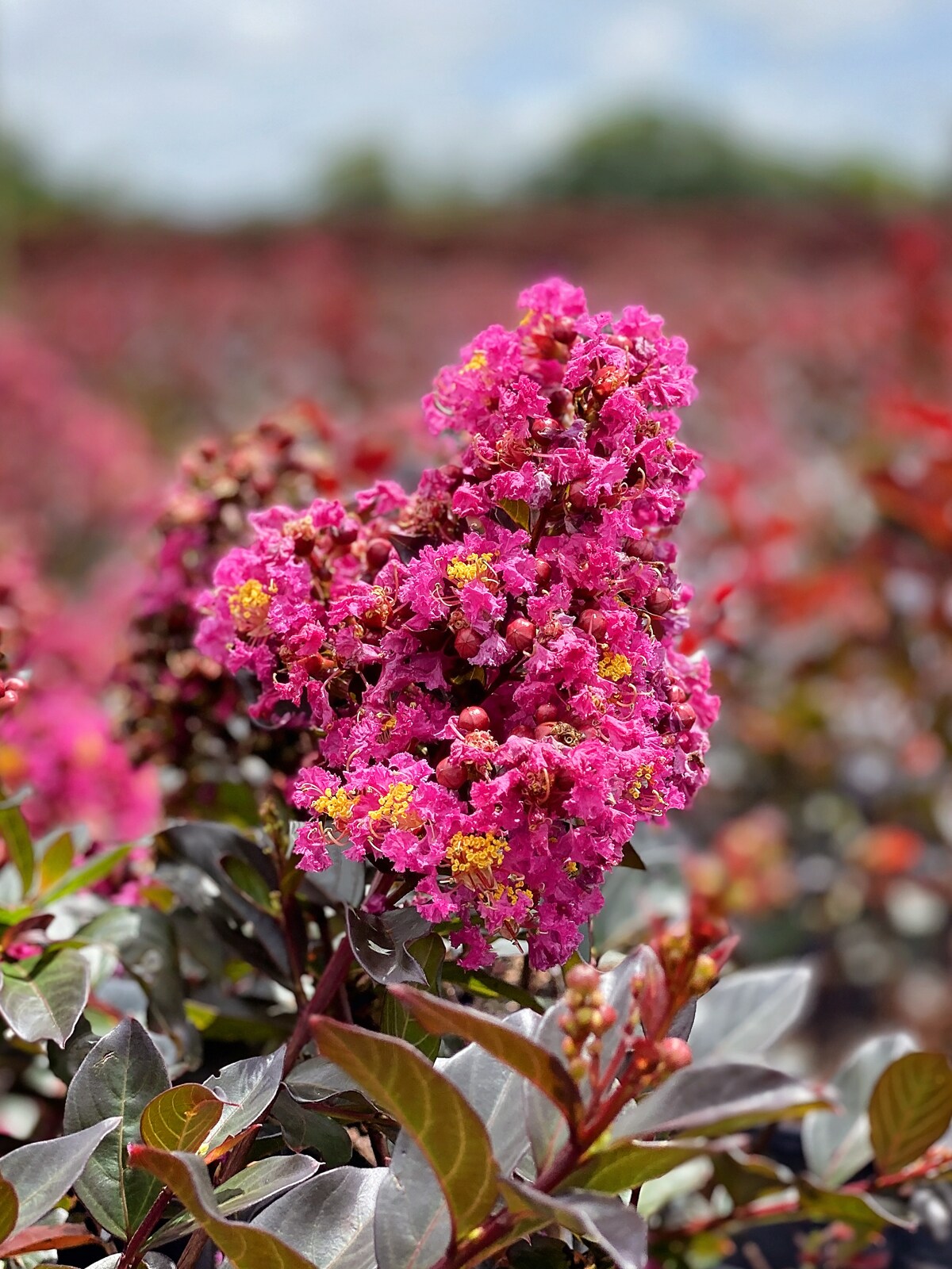 PLUM MAGIC CRAPE MYRTLE 2gal