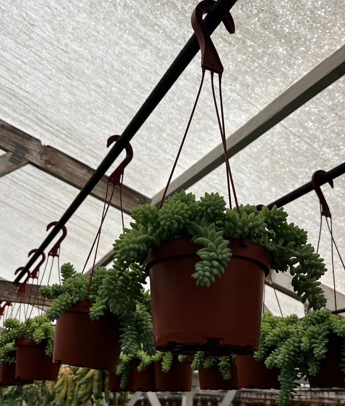 Sedum Donkey's Tail