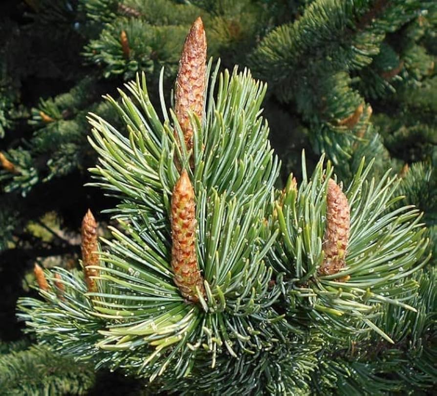 BRISTLECONE PINE TREE