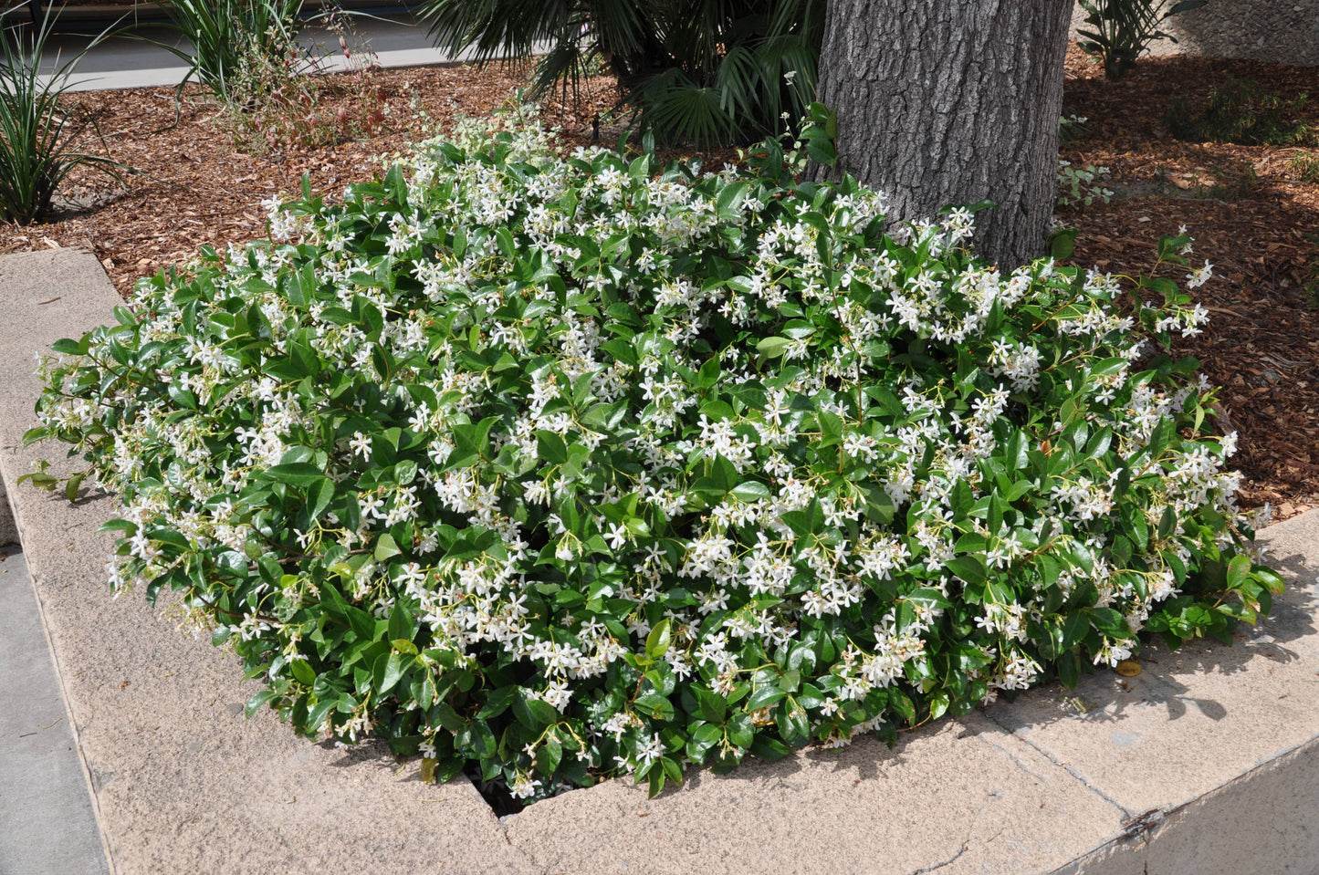 STAR JASMINE 2gal
