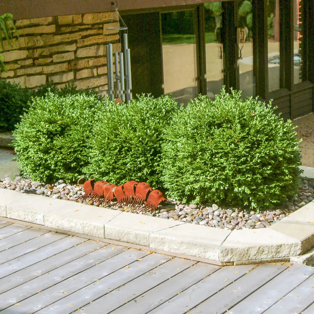 Green Velvet Boxwood (Buxus microphylla 'Green Velvet') - 2 gallon 10"