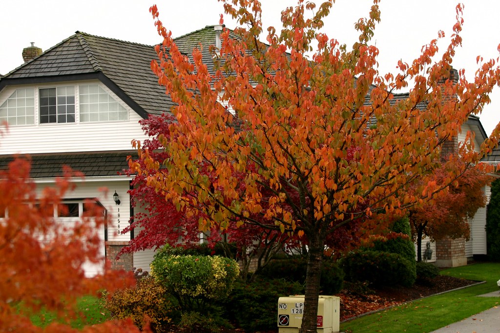 KWANZAN FLOWERING CHERRY TREE 7gal