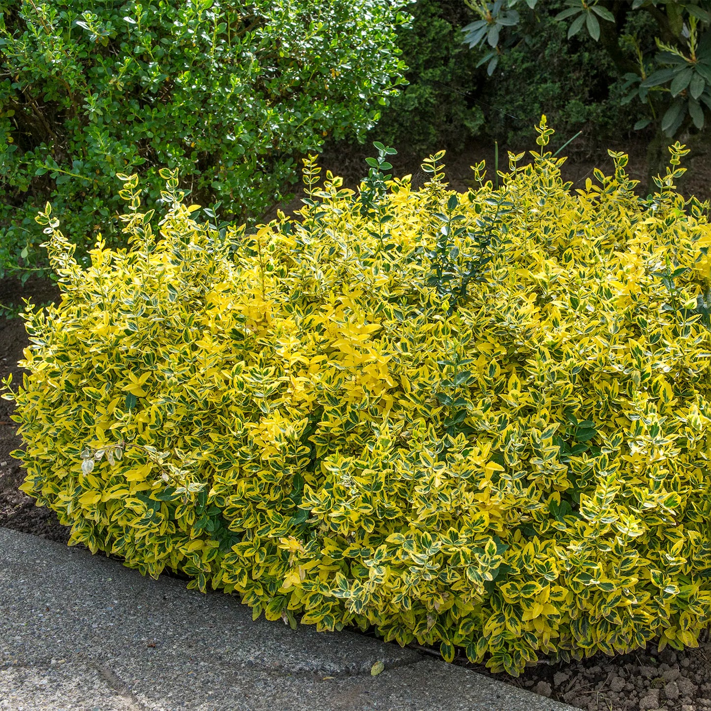 EMERALD N GOLD WINTERCREEPER EUONYMUS 2gal