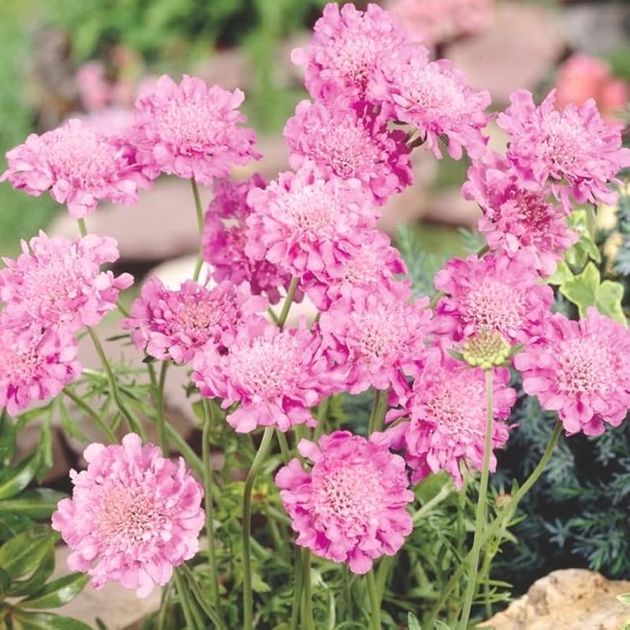 FLUTTER ROSE PINK PINCUSHION FLOWER 1gal