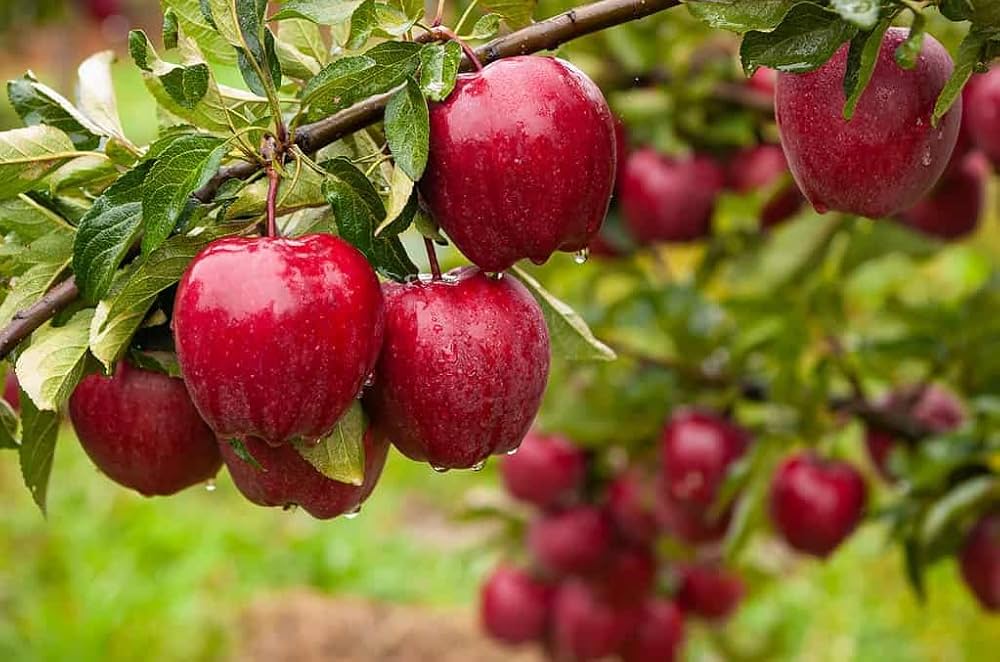 RED DELICIOUS APPLE TREE 7gal