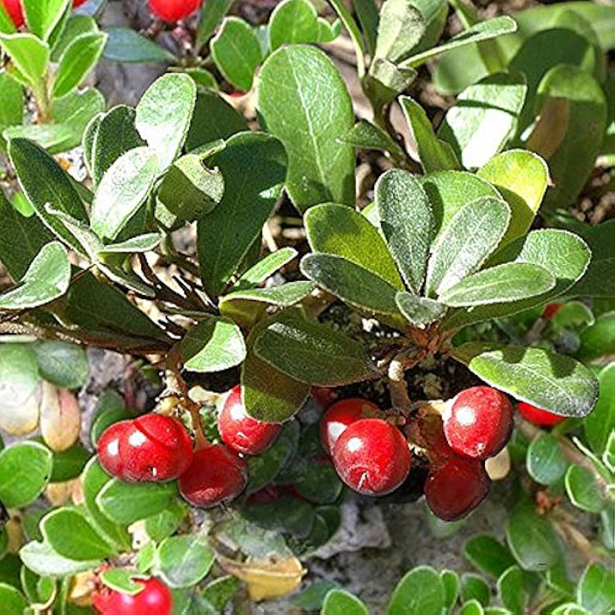 KINNIKINNICK MANZANITA 1gal