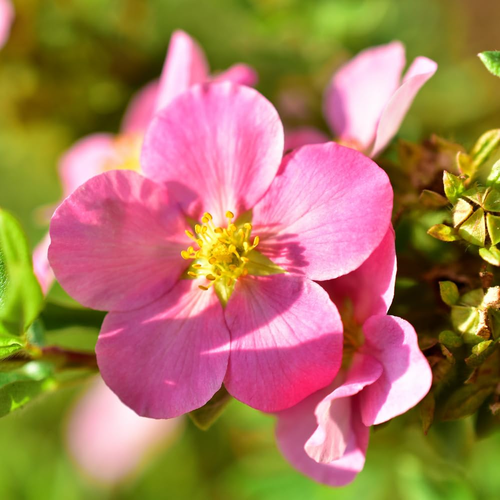 PINK BEAUTY POTENTILLA 2gal