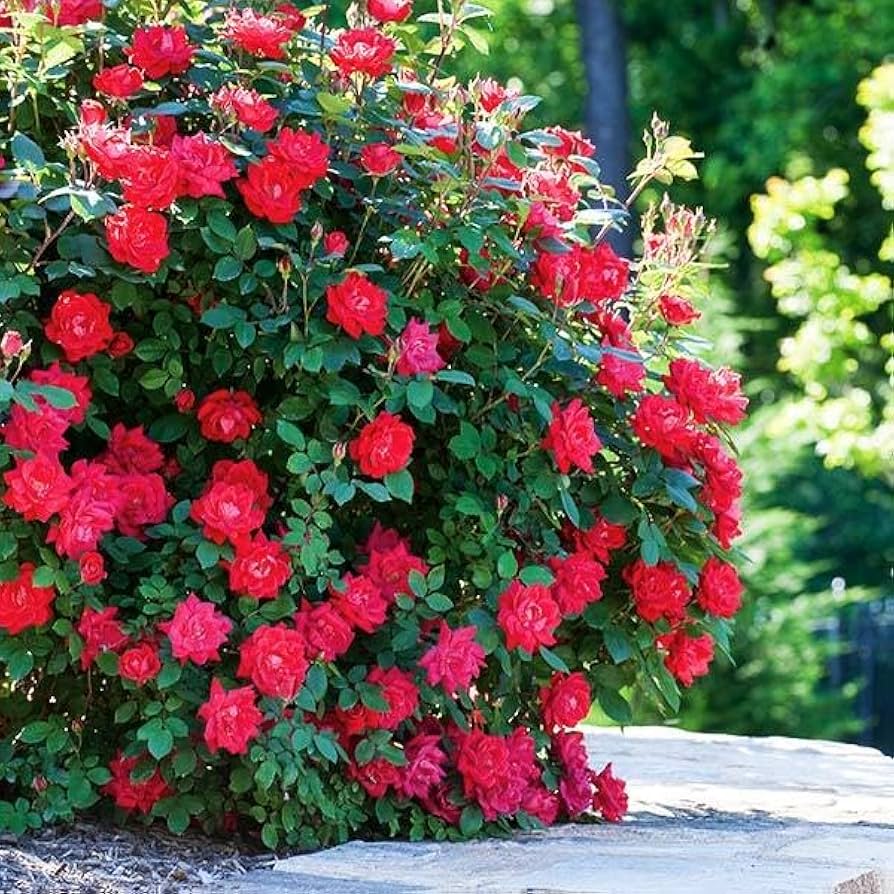 DOUBLE RED ROSE 2gal