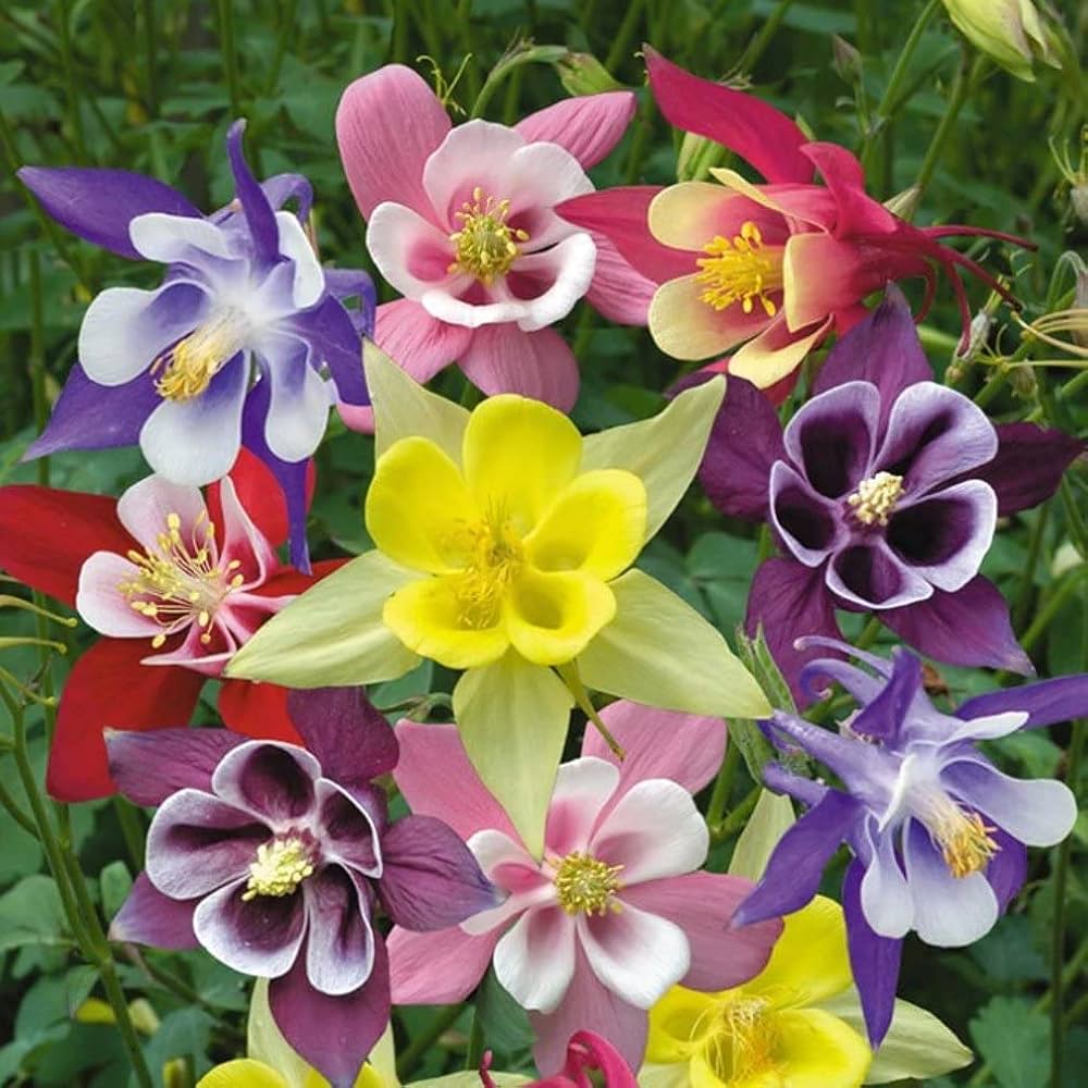COLUMBINE AQUILEGIA 1gal