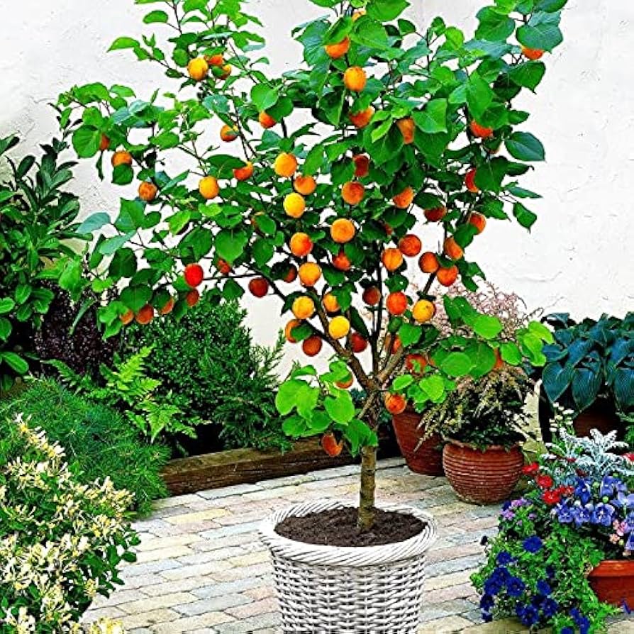 MOORPARK APRICOT TREE 7gal