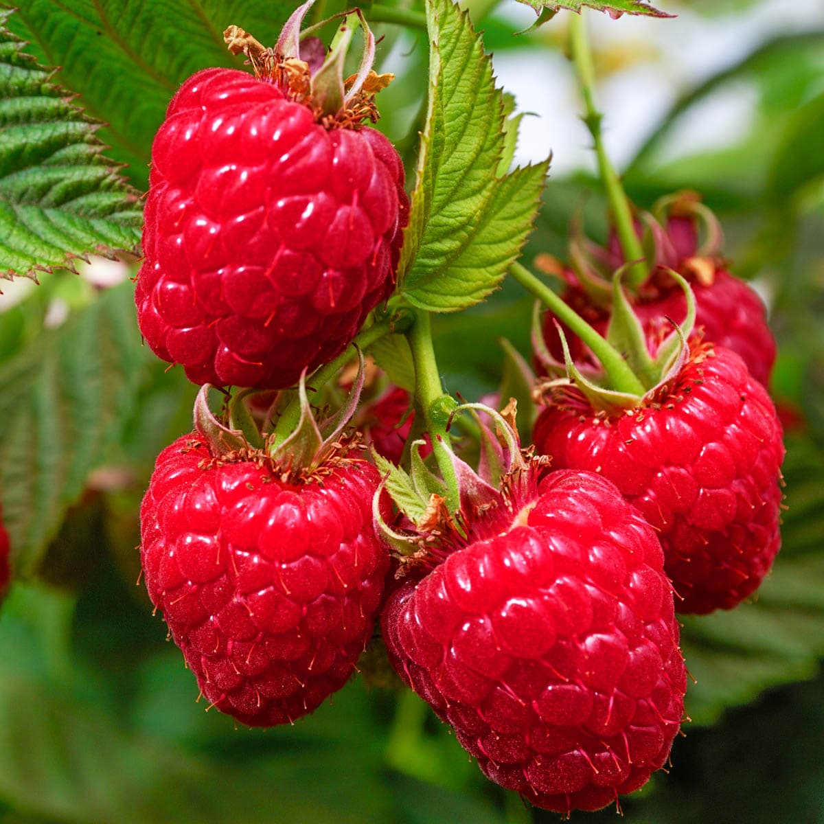 WILLAMETTE RASPBERRY 6gal