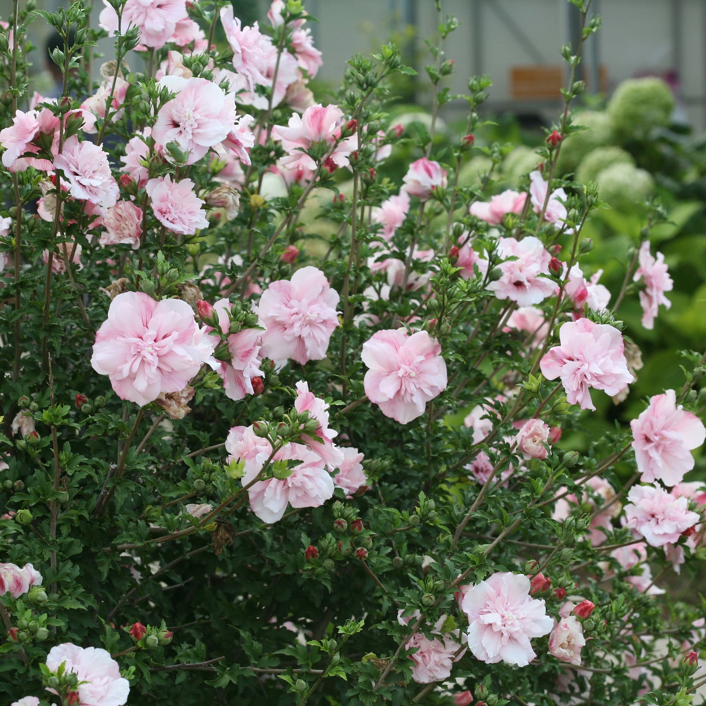 PINK CHIFFON ROSE OF SHARON HIBISCUS 2gal