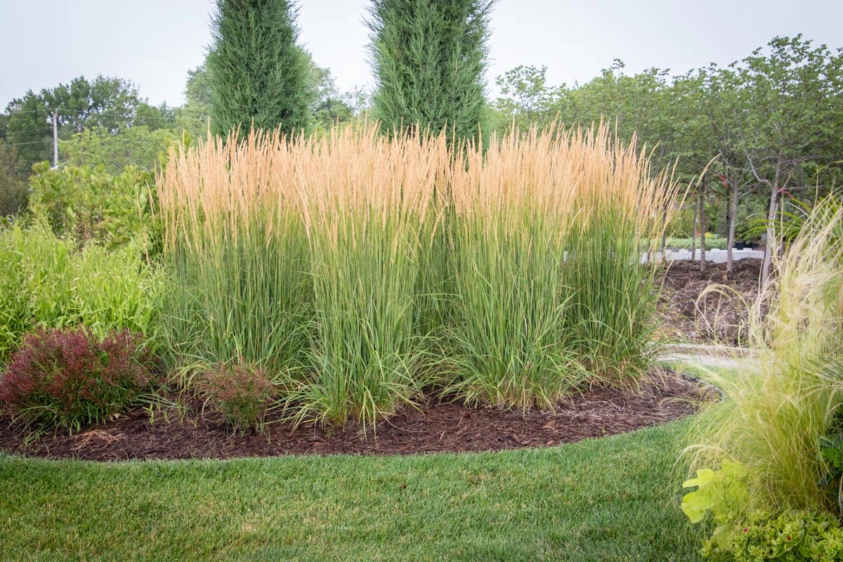 Karl Foerster Feather Reed Grass (Calamagrostis x acutiflora 'Karl Foerster') - 1 gallon