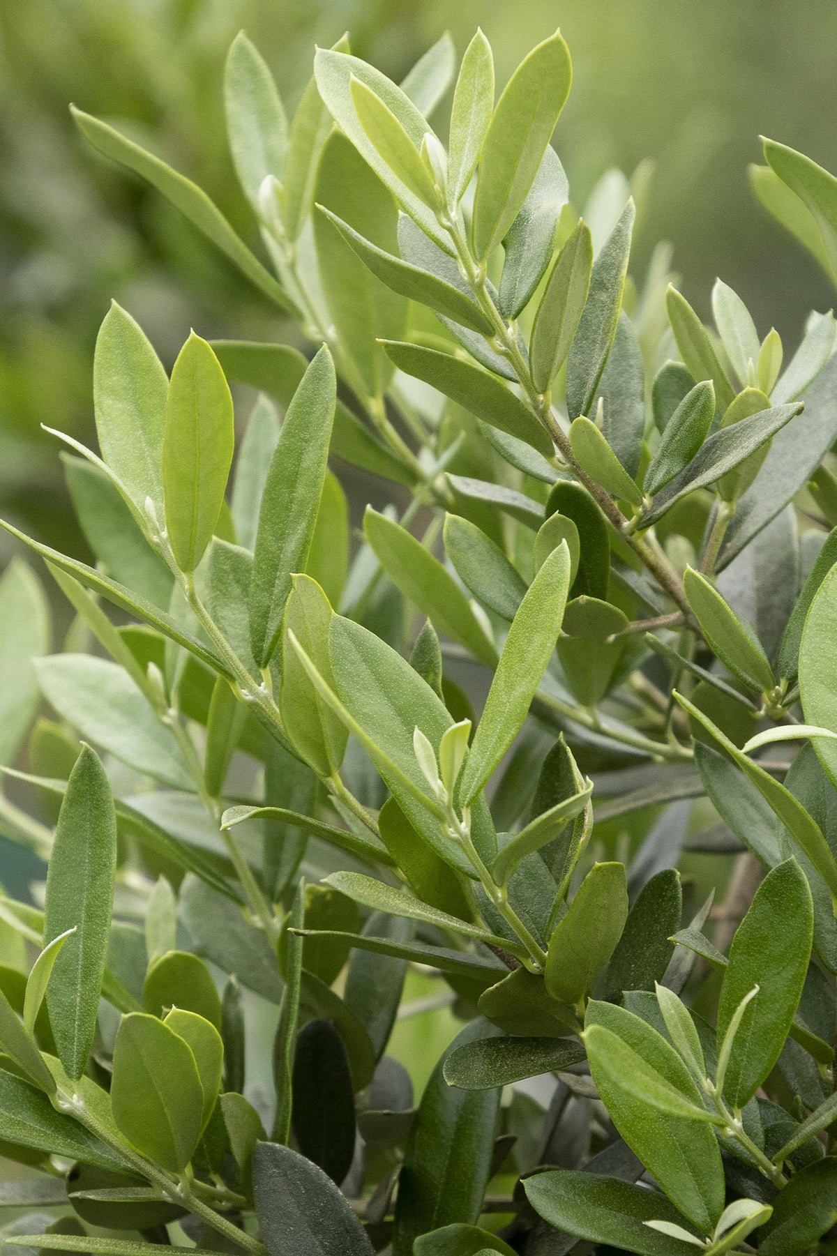 OLIVE TOPIARY TREE 4in
