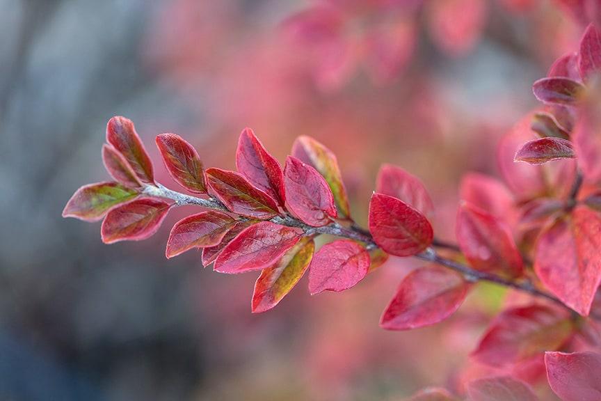 AUTUMN INFERNO COTONEASTER 3gal