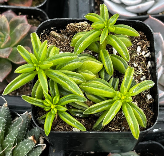 Taco Leaf Peperomia