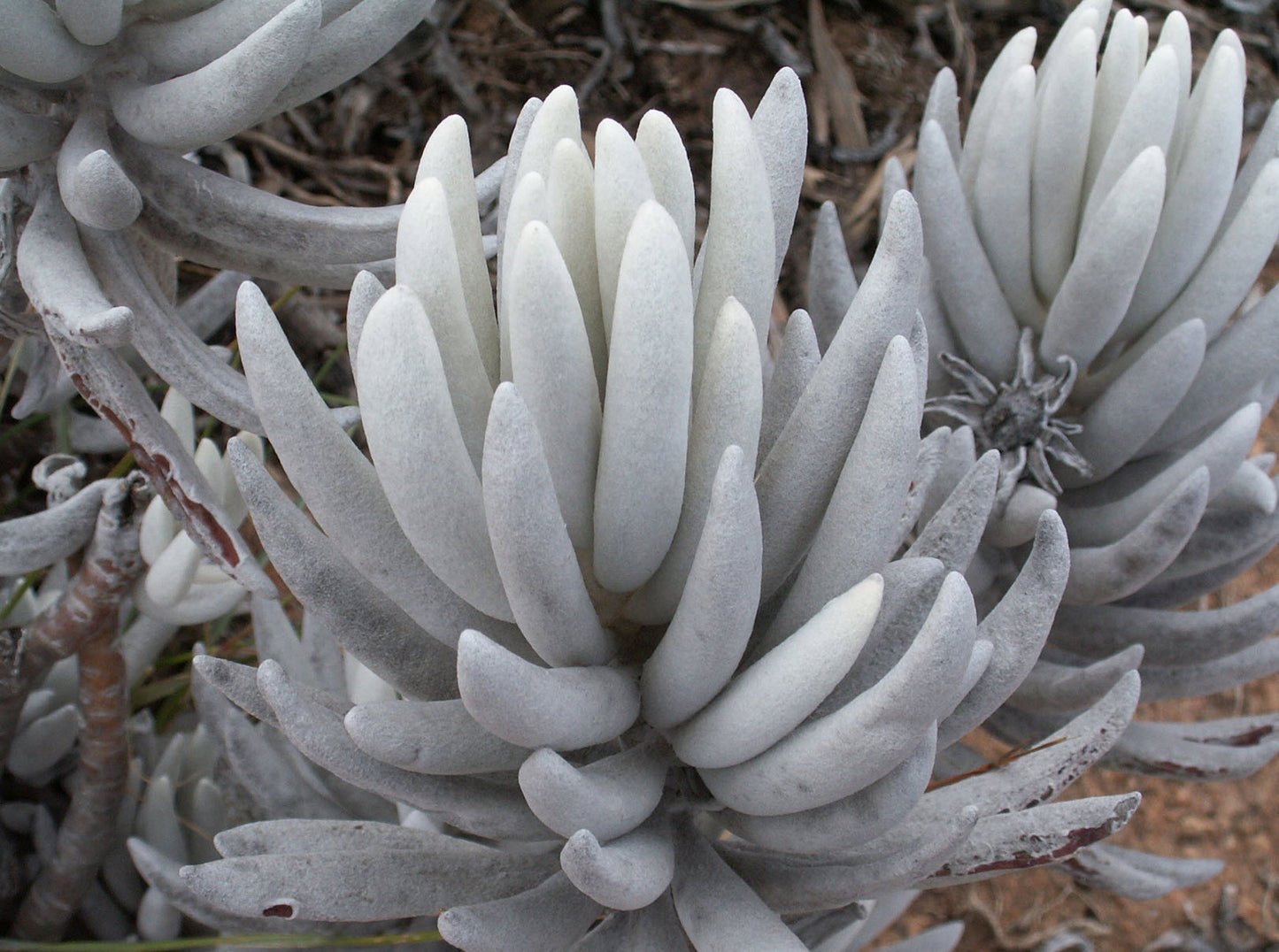 Woolly Senecio