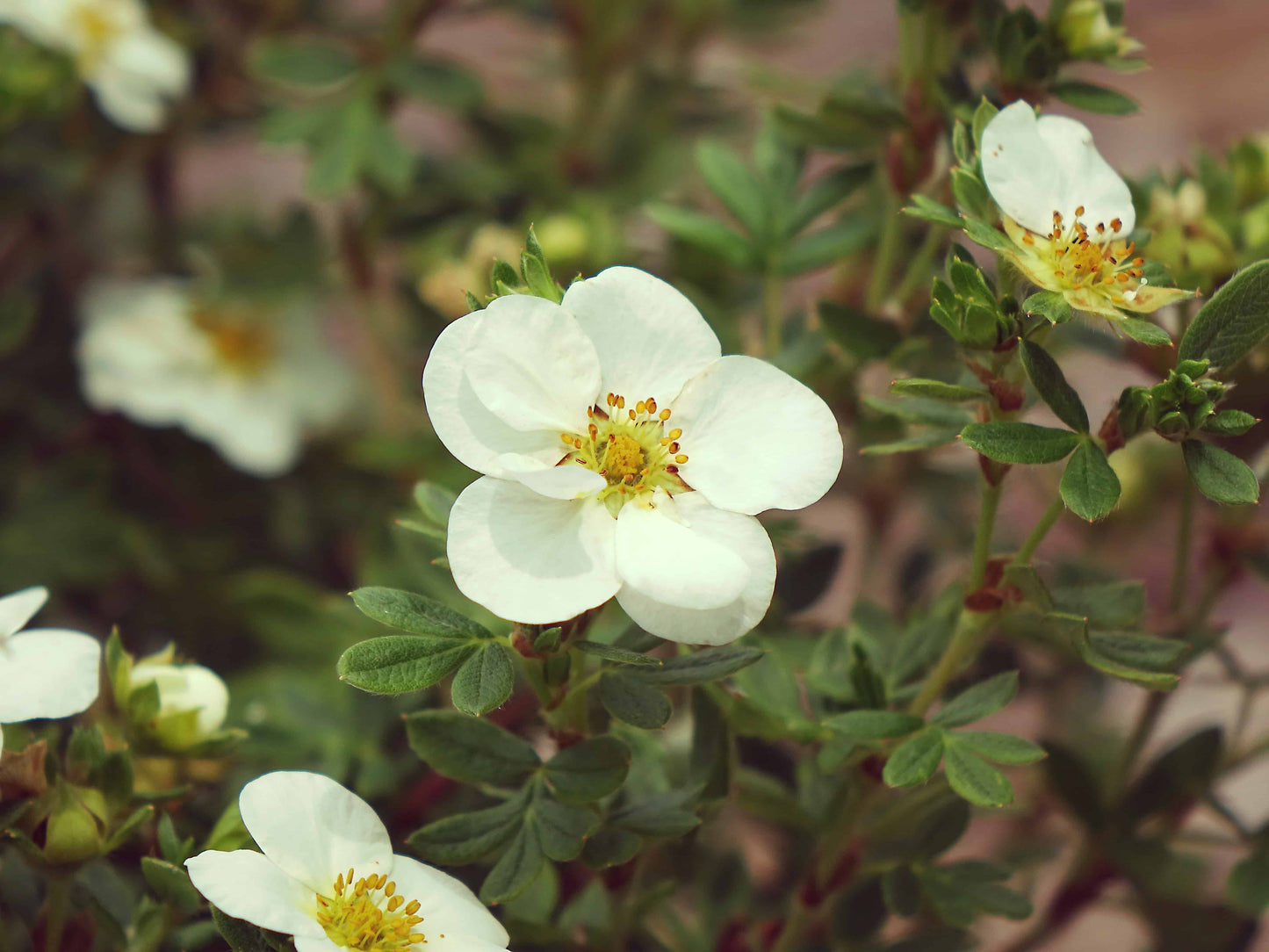 CREME BRULEE POTENTILLA 3gal