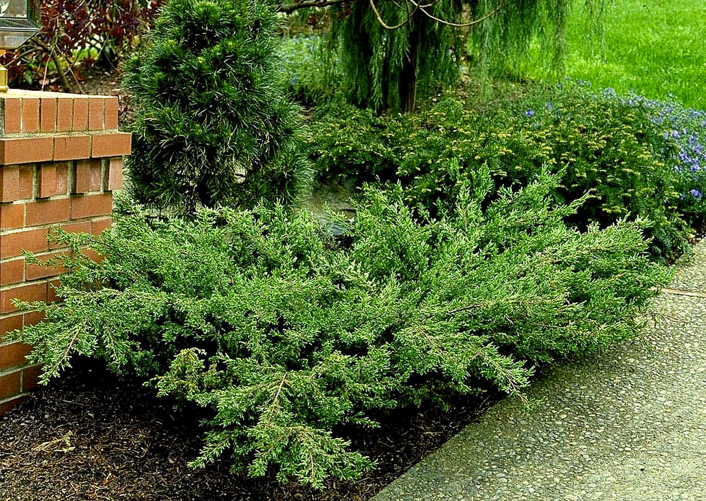 CALGARY CARPET JUNIPER 1gal