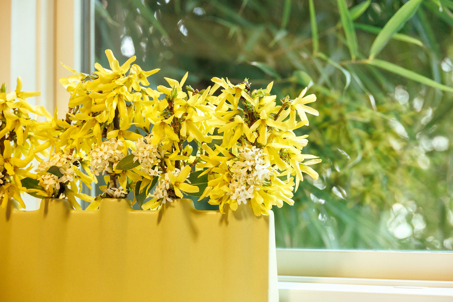 SPRINGSHINE FORSYTHIA 2gal