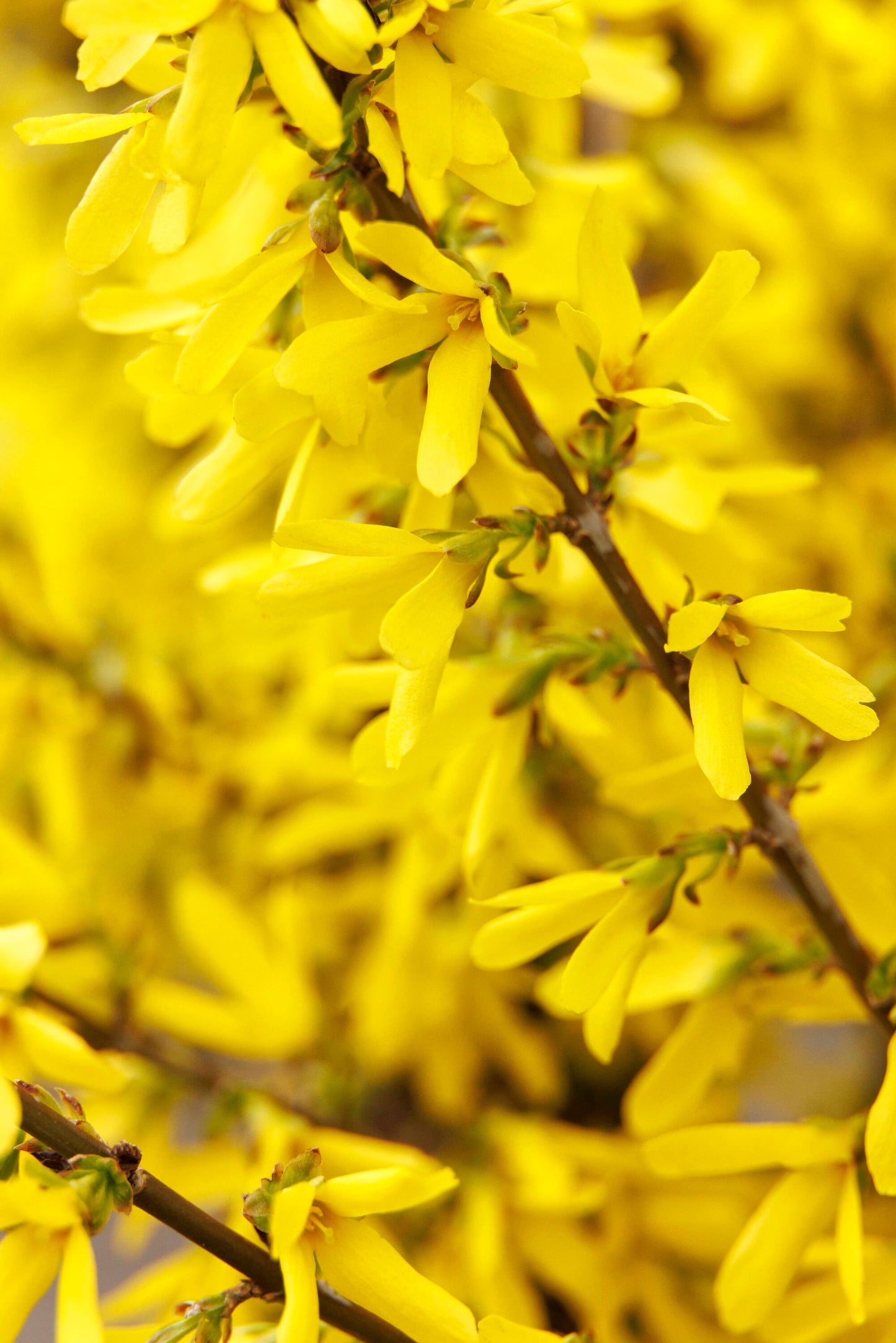 SPRINGSHINE FORSYTHIA 2gal