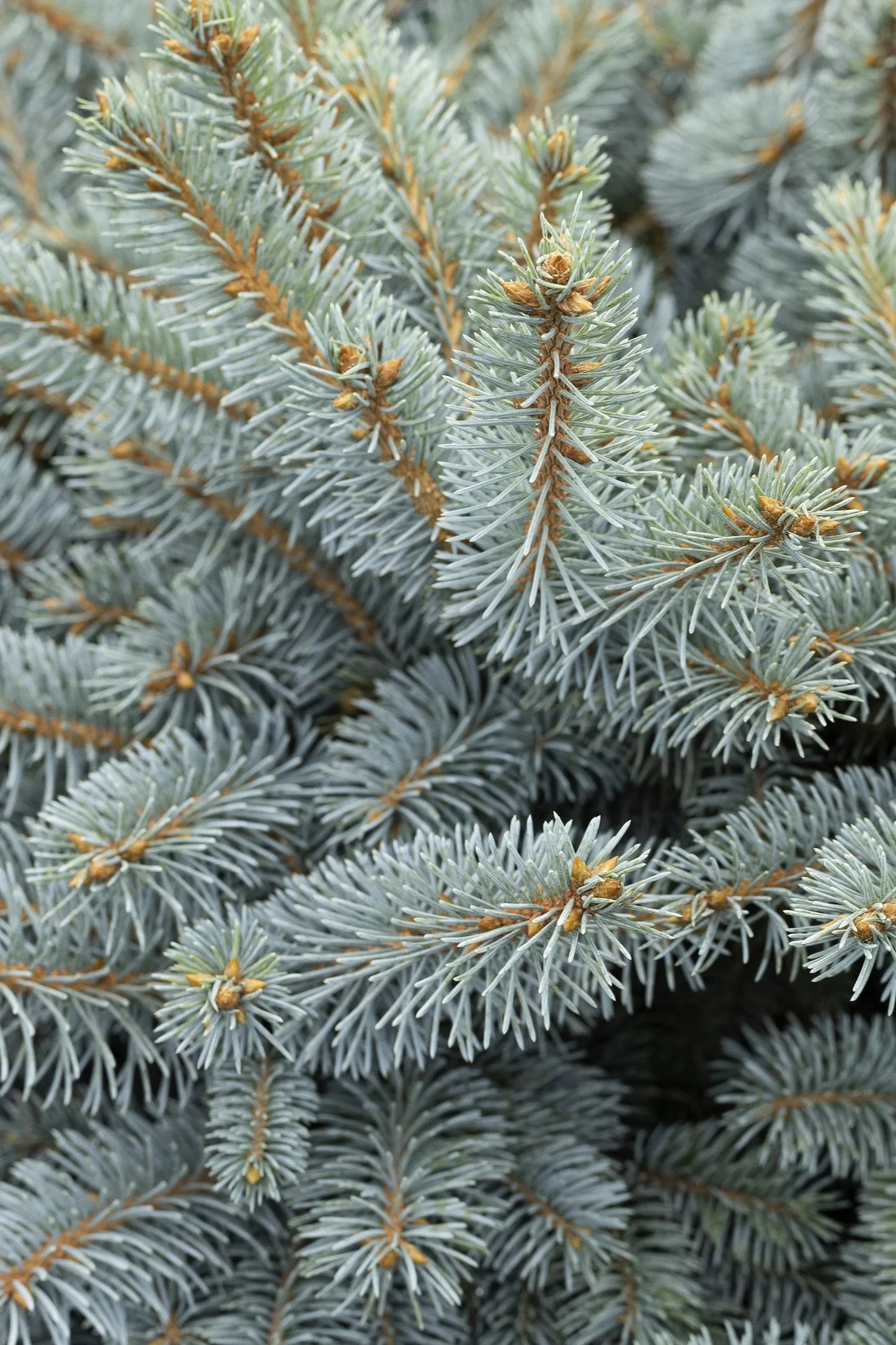 GLOBE BLUE SPRUCE 2gal