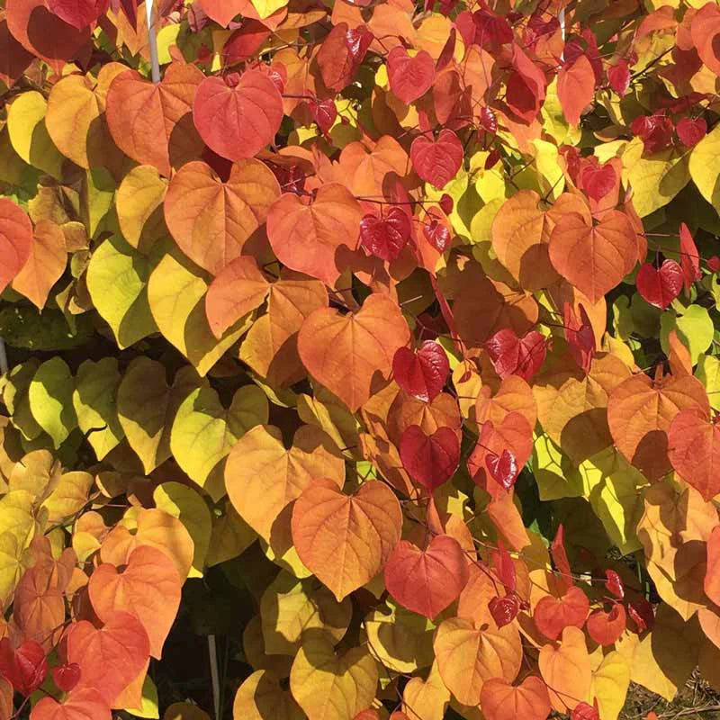 FLAME THROWER REDBUD TREE 5gal