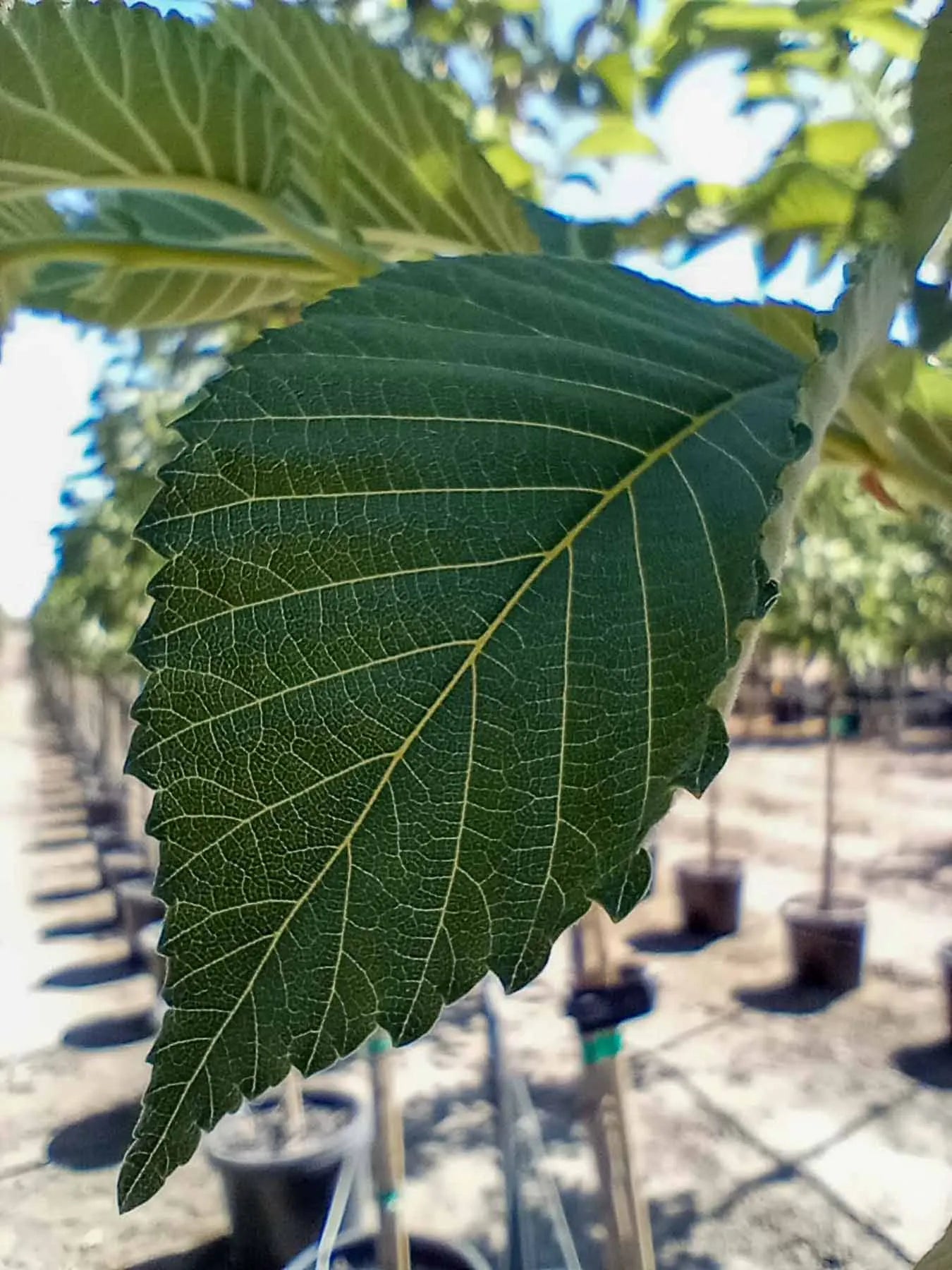EMERALD SUNSHINE ELM TREE 10gal