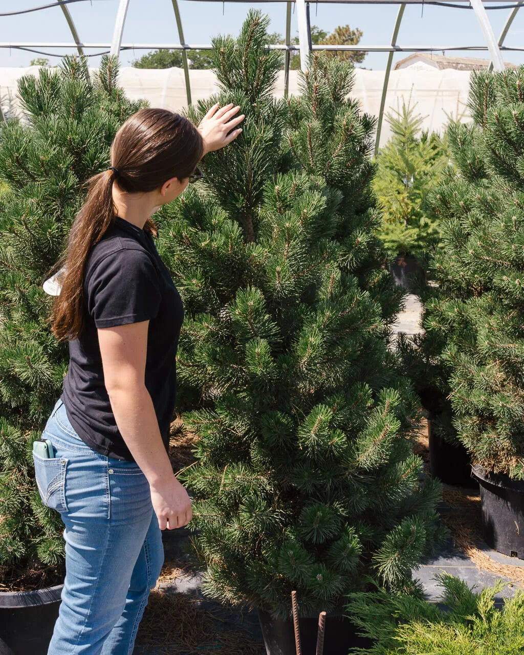AUSTRIAN PINE TREE 10gal