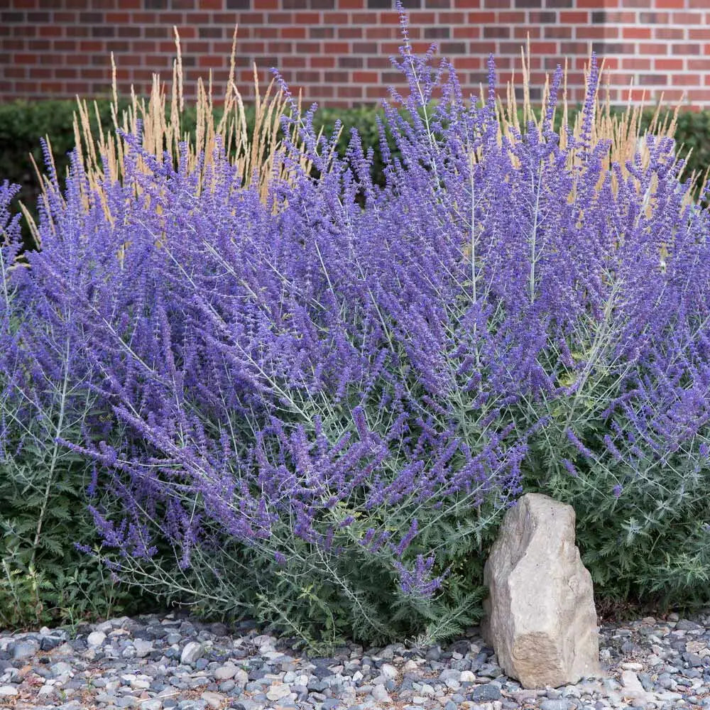 LITTLE SPIRES RUSSIAN SAGE 1gal