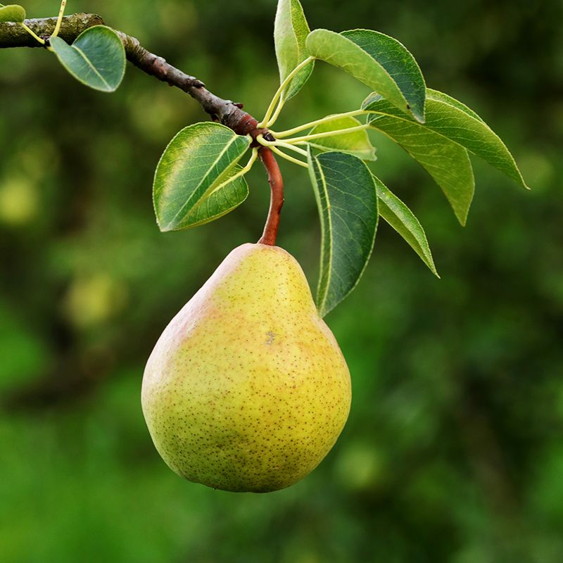 BARTLETT PEAR TREE SEMI DWARF 5gal