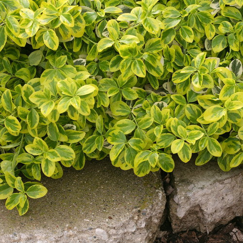 SUNRISE WINTERCREEPER EUONYMUS 2gal