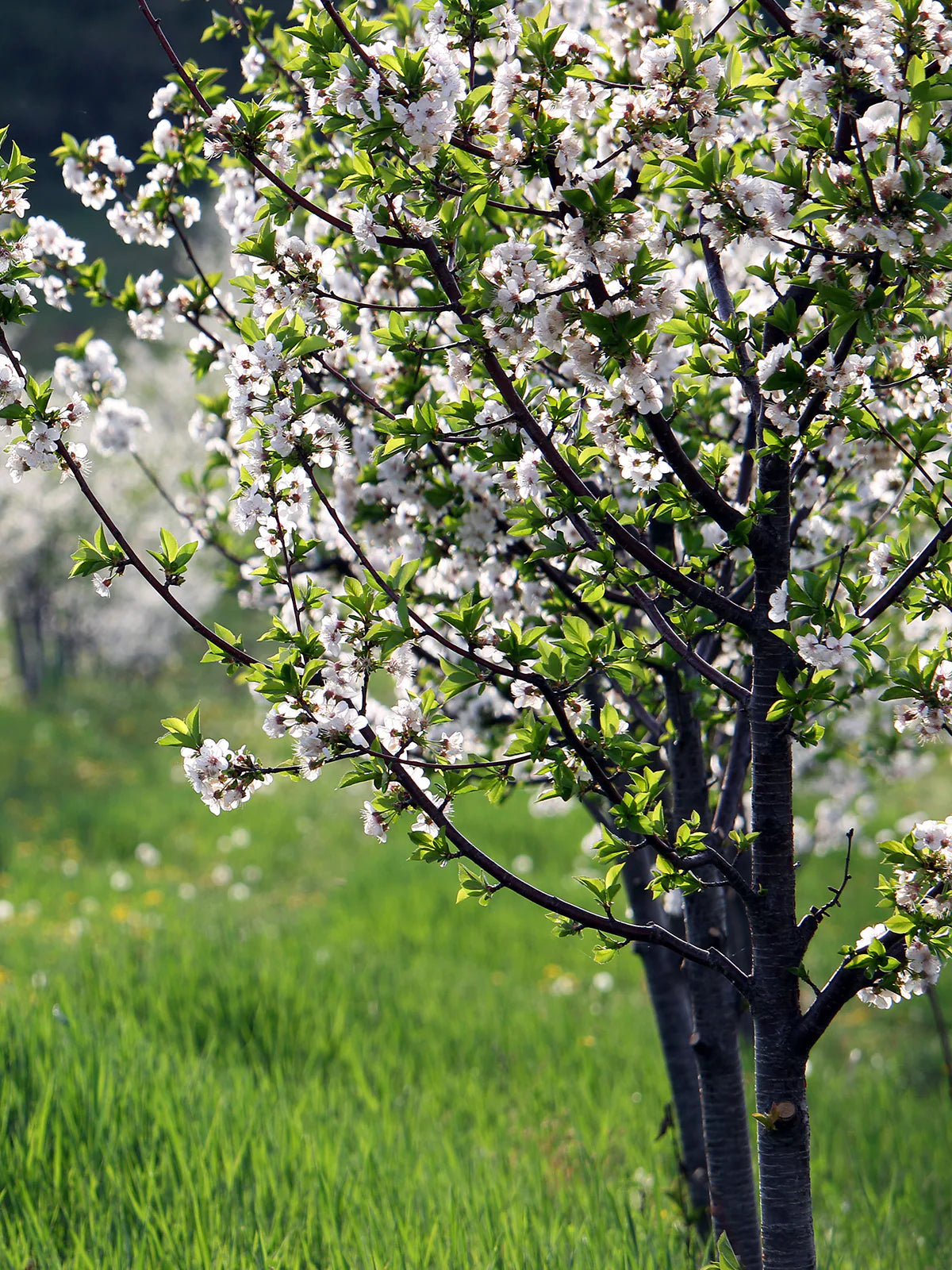 BING CHERRY TREE 7gal