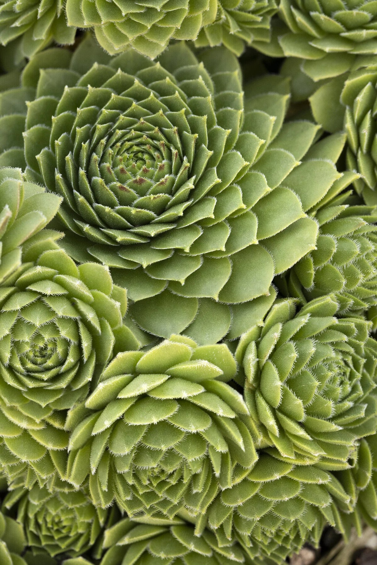 GREEN WHEEL HENS & CHICKS LITTLE ONE