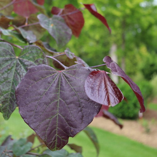 MIDNIGHT EXPRESS REDBUD TREE 10gal