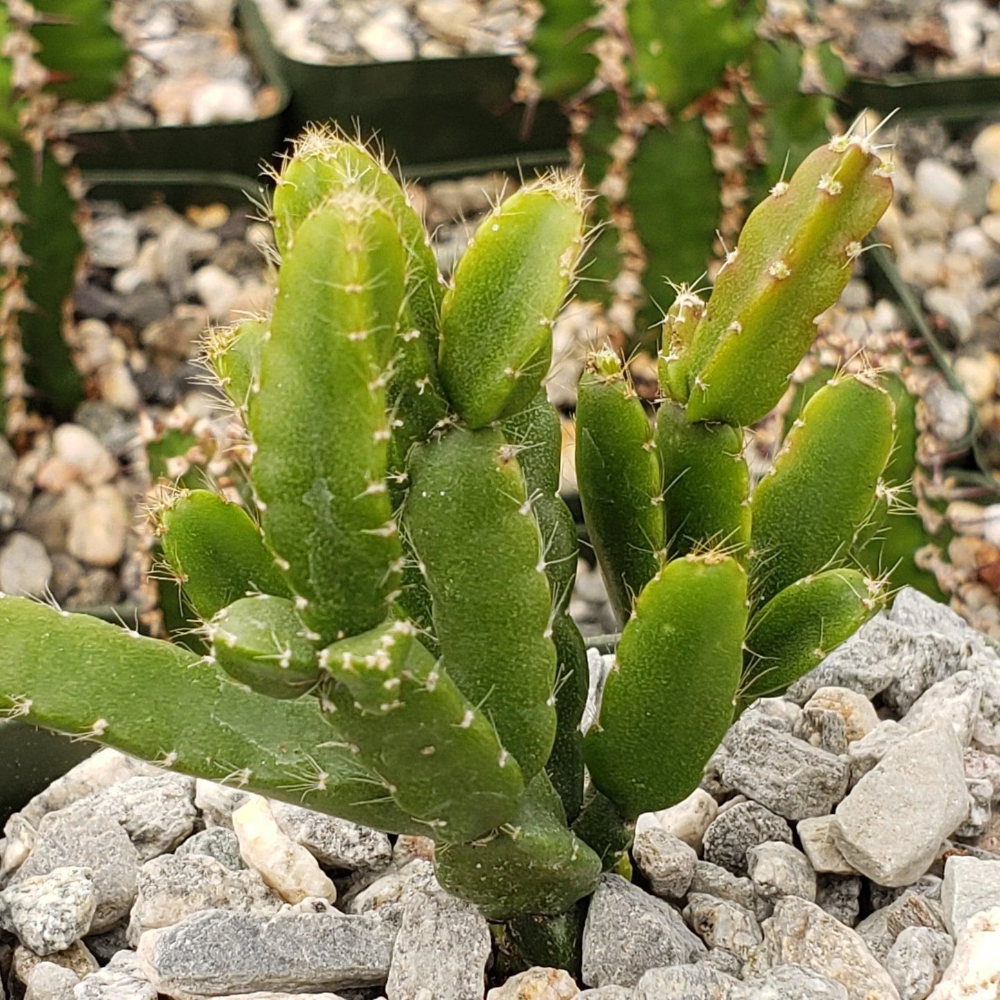 Cascading Jungle Cactus Rhipsalis Cereoides