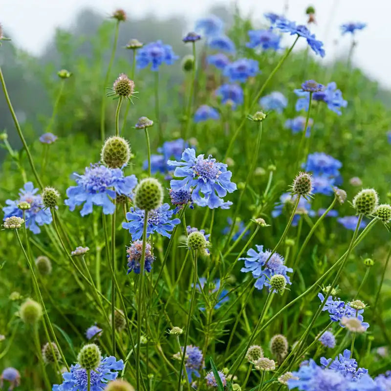 PINCUSHION FLOWER 1 gal