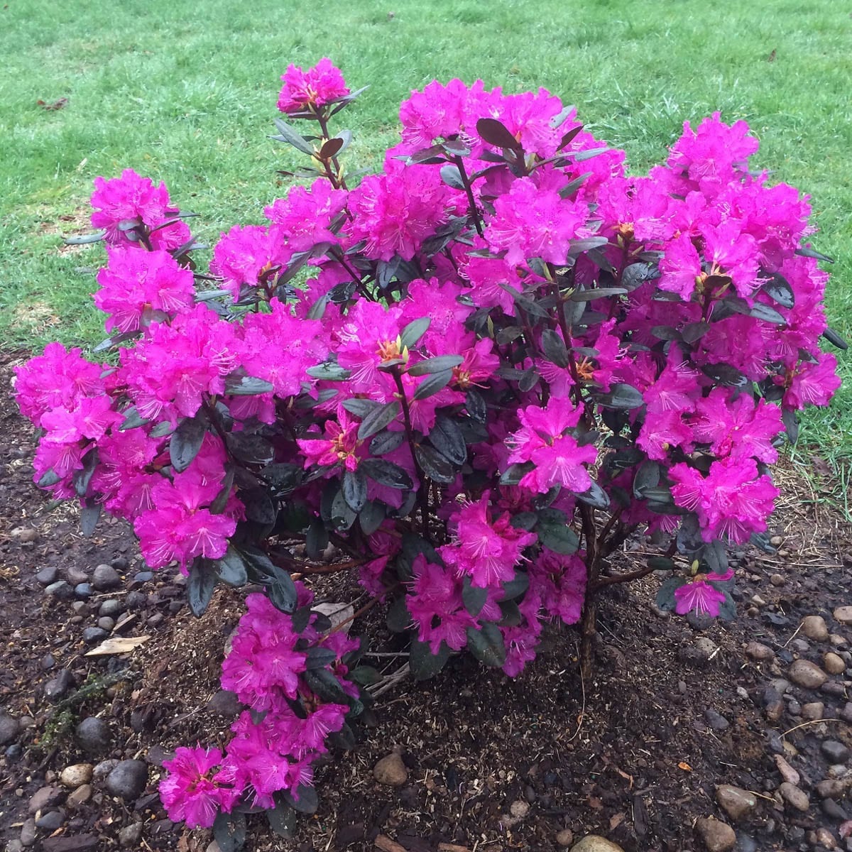 PJM Elite Rhododendron (RHODO. PJM ELITE) - 3 gallon 15"
