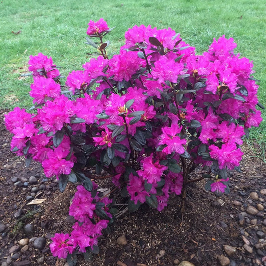 PJM Elite Rhododendron (RHODO. PJM ELITE) - 3 gallon 15"