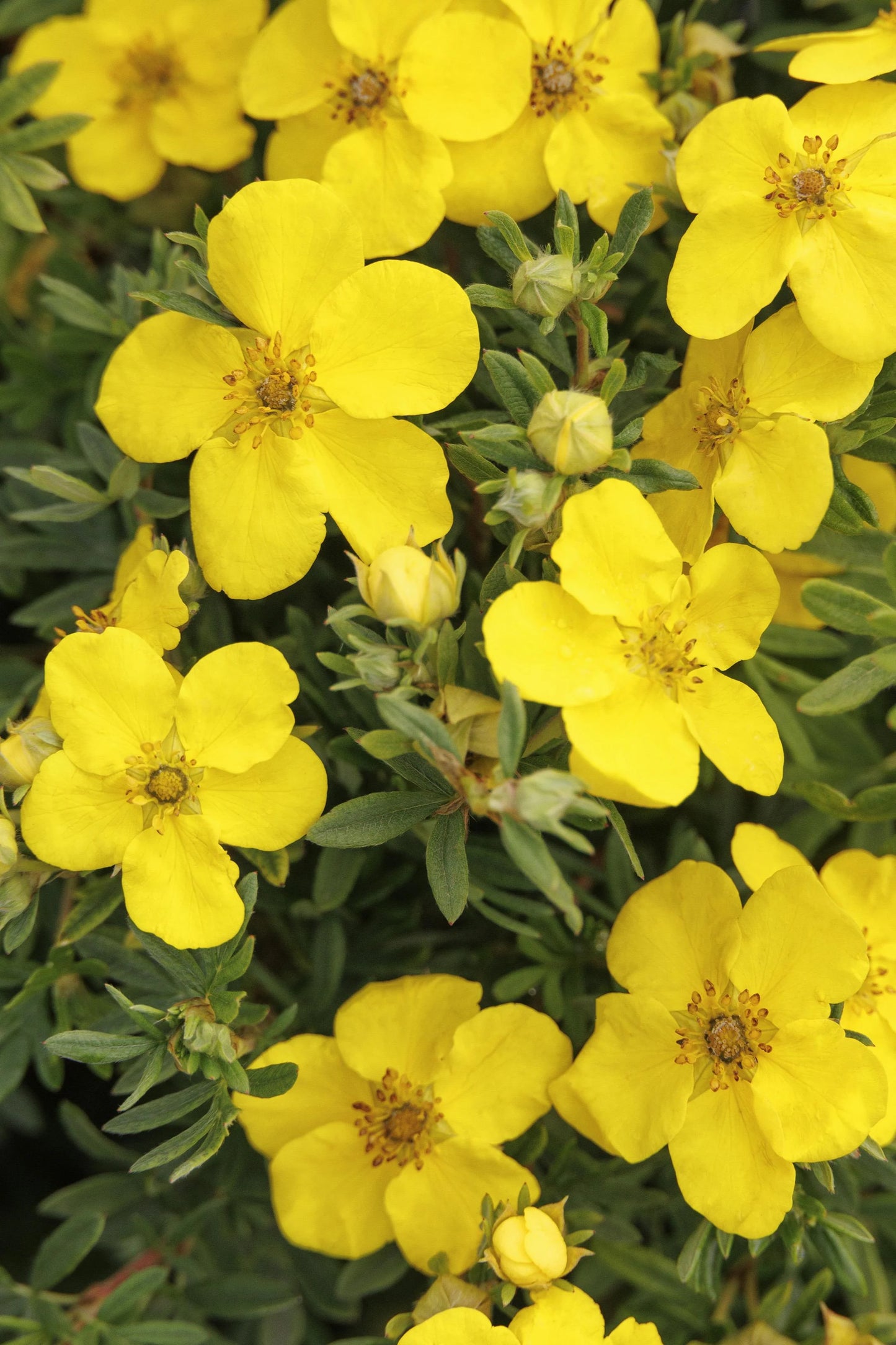 GOLDFINGER POTENTILLA 1gal