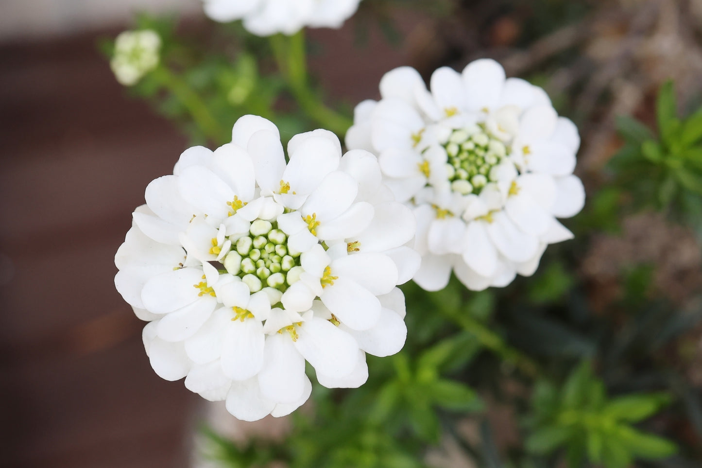 CANDYTUFT 1gal