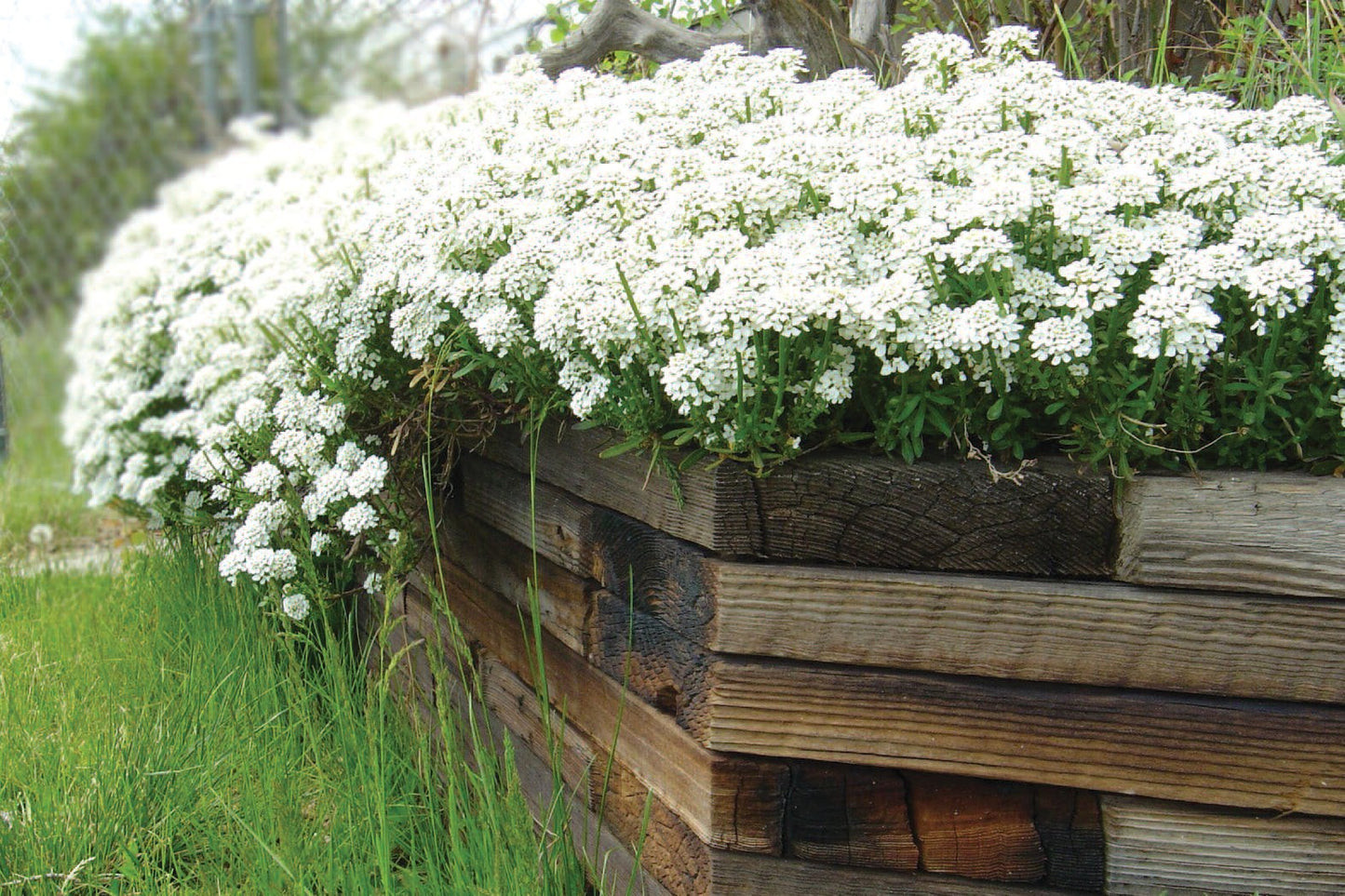 CANDYTUFT 1gal