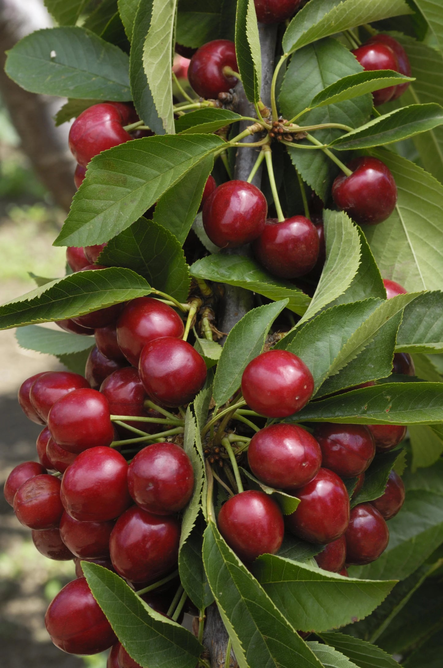 BING CHERRY TREE 7gal