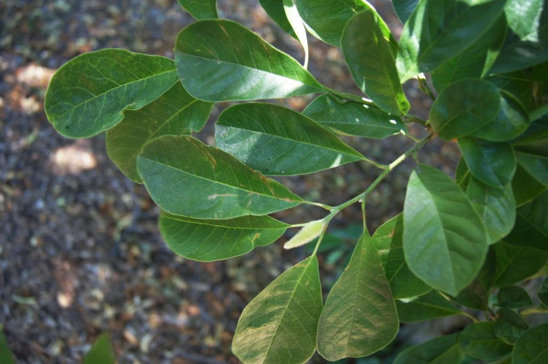 ROYAL STAR MAGNOLIA 2gal