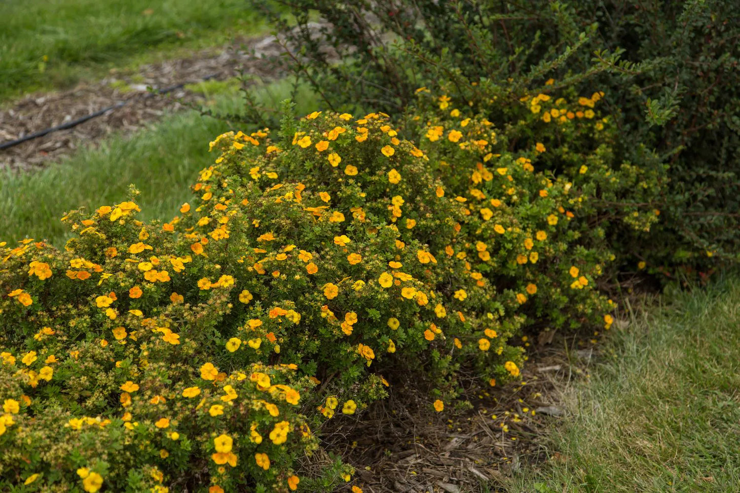MANDARIN TANGO POTENTILLA 2gal